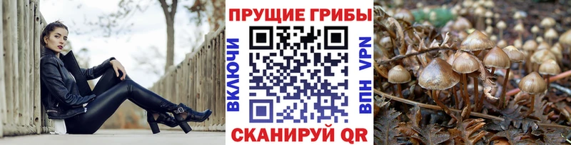 mega tor  Дно  Псилоцибиновые грибы MAGIC MUSHROOMS 